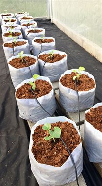 Image of premium coco grow bags manufactured by Almighty Coir for horticultural and gardening needs.