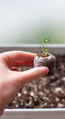 Premium coco disc image showcasing an eco-friendly solution for plant growth.