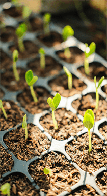 Premium cocopeat image showcasing Almighty Coir’s sustainable solutions for global agricultural needs.