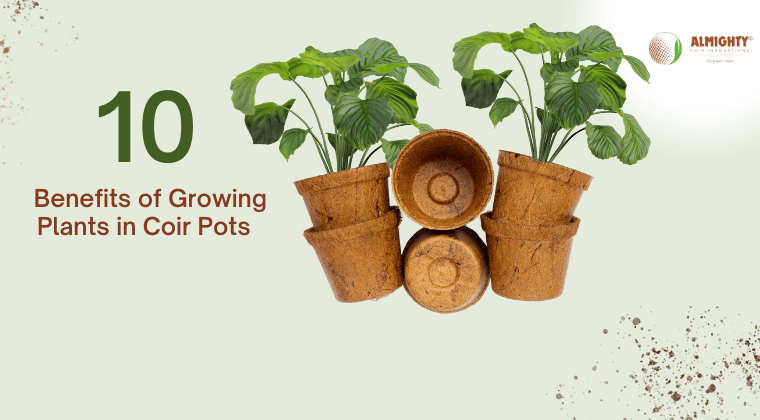 Top 10 Benefits of Growing Plants in Coir Pots