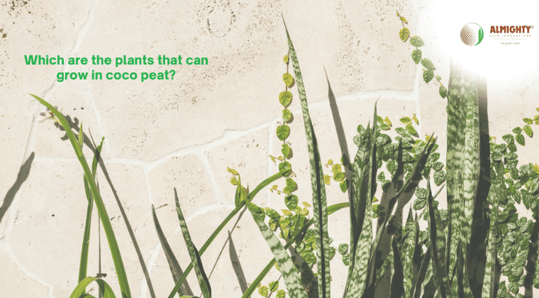 Which are the plants can grow in coco peat?