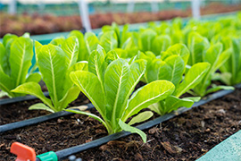 Rows of fresh green lettuce plants growing in a garden, with a drip irrigation system running through the soil. The background shows more greenery and part of a greenhouse structure.