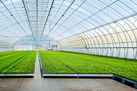 A large greenhouse interior with rows of lush green plants growing on raised platforms. The structure is made of transparent panels, allowing sunlight to illuminate the space. A path divides the bed, leading to the far end of the greenhouse.