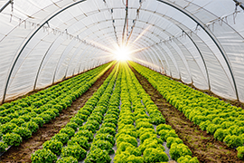 Rows of green leafy plants grow inside a greenhouse tunnel, extending towards the bright light at the far end. The structures transparent roof allows sunlight to illuminate the lush vegetation.