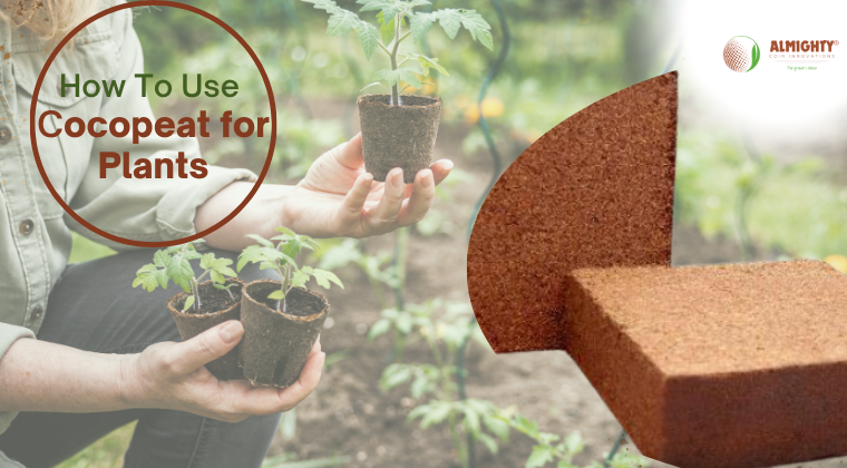 How to Use Cocopeat for Plants