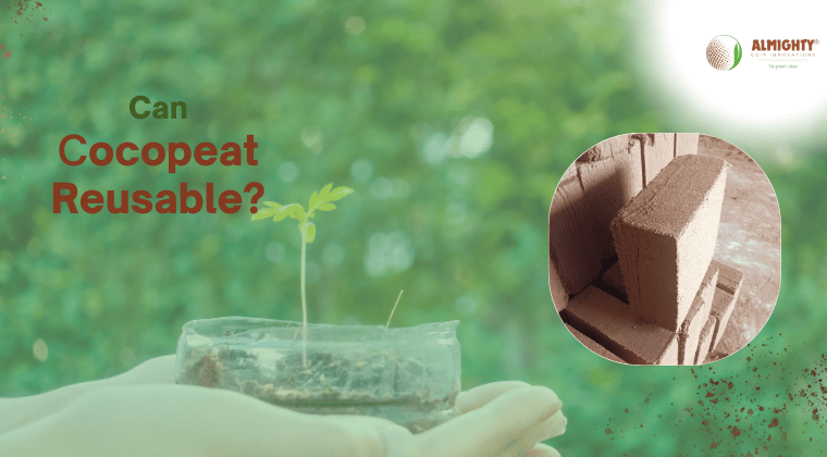 Can Cocopeat Be Reused?