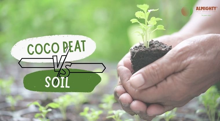 Coco Peat vs. Soil: Which One is Better For Plants?